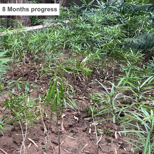 CSR Green Drive 2025: Techno Electric & Engineering’s ESG Plantation – 1 year