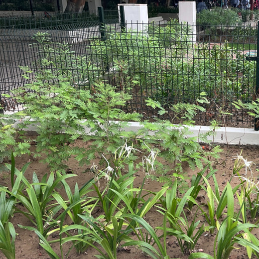CSR Green Drive 2025: Techno Electric & Engineering’s ESG Plantation – 1 year