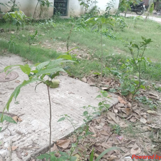 CSR Urban Plantation Drive on International ESG Day 2025 – 6 months