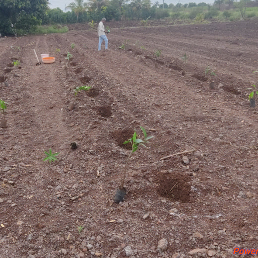 Bonding with Nature: tesa Tapes' Carbon-Conscious Celebration – Planting