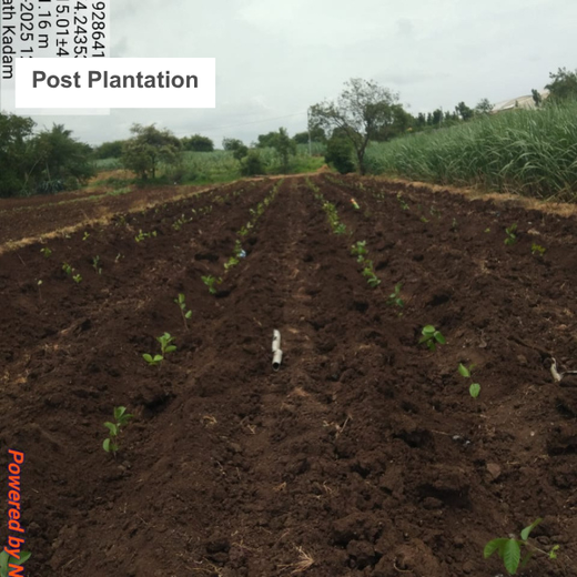 Bonding with Nature: tesa Tapes' Carbon-Conscious Celebration – 1 year