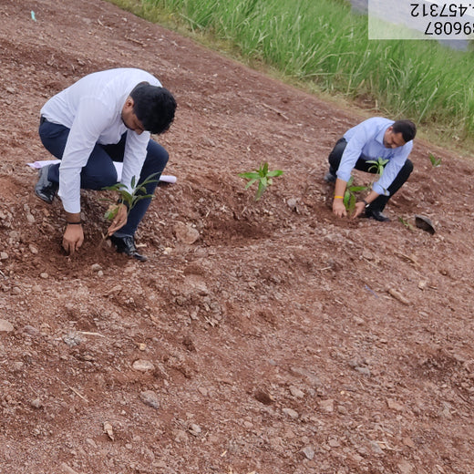 Bonding with Nature: tesa Tapes' Carbon-Conscious Celebration – 6 months