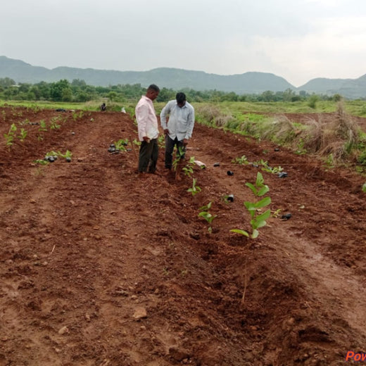Bonding with Nature: tesa Tapes' Carbon-Conscious Celebration – Planting