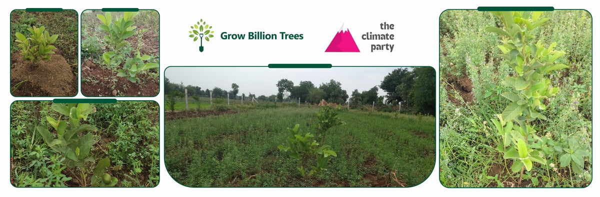 The Climate Party: Cultivating a Greener Future Through Agroforestry