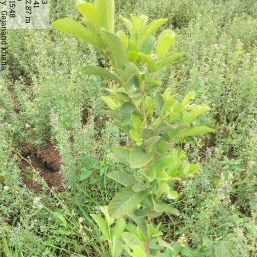 The Climate Party: Cultivating a Greener Future Through Agroforestry – Planting