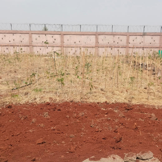 Greening the Grid: TotalEnergies’ Urban Forest Initiative – Planting