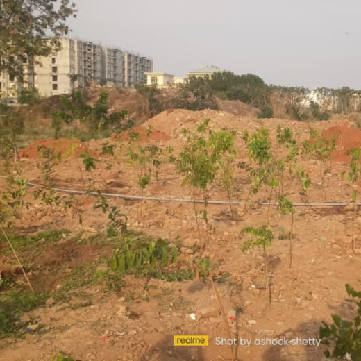 Greening the Grid: TotalEnergies’ Urban Forest Initiative – Planting