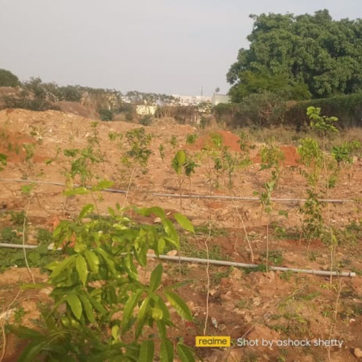 Greening the Grid: TotalEnergies’ Urban Forest Initiative – Planting