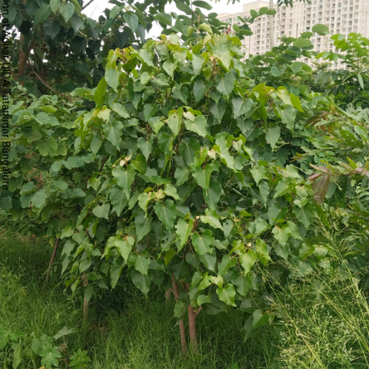 TotalEnergies Brings Together Teams to Grow an Urban Micro Forest – 2 years