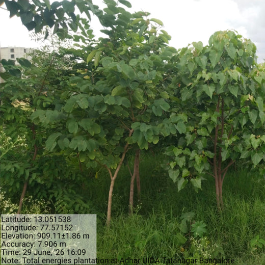 TotalEnergies Brings Together Teams to Grow an Urban Micro Forest – 2 years