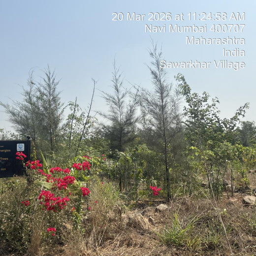 Greening the Grid: TotalEnergies’ Urban Forest Initiative – 2 years