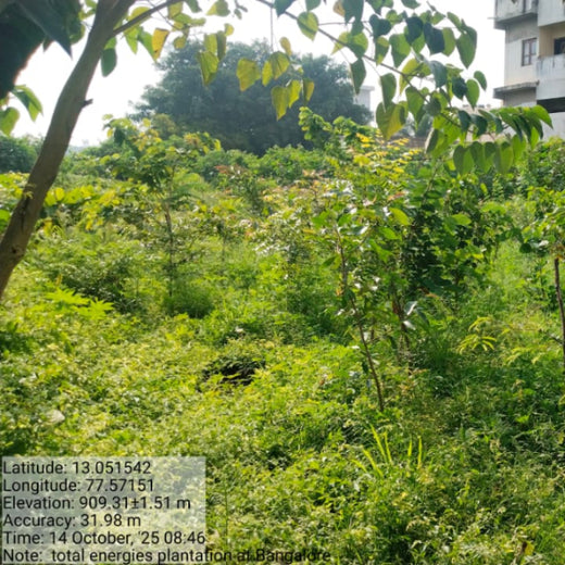 TotalEnergies Brings Together Teams to Grow an Urban Micro Forest – 2 years