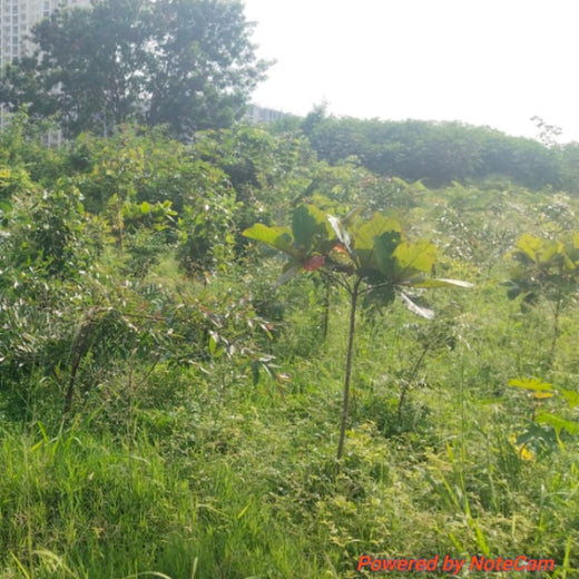 TotalEnergies Brings Together Teams to Grow an Urban Micro Forest – 2 years