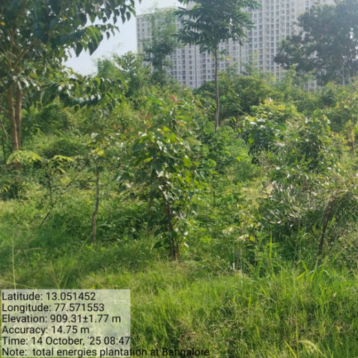 TotalEnergies Brings Together Teams to Grow an Urban Micro Forest – 2 years
