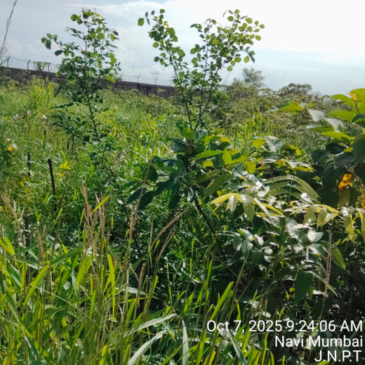 Greening the Grid: TotalEnergies’ Urban Forest Initiative – 1 year