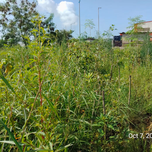 Greening the Grid: TotalEnergies’ Urban Forest Initiative – 1 year