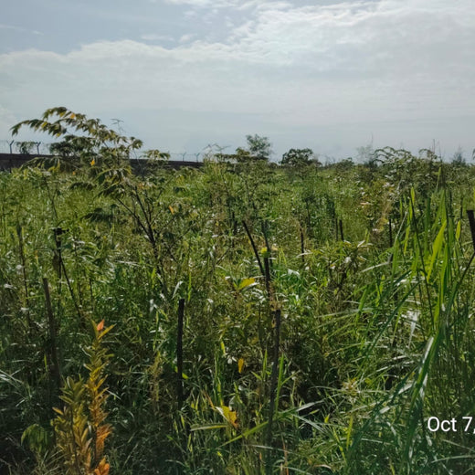 Greening the Grid: TotalEnergies’ Urban Forest Initiative – 1 year