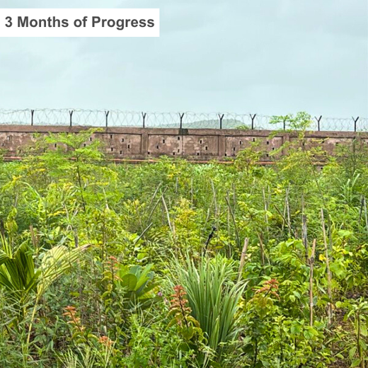 Greening the Grid: TotalEnergies’ Urban Forest Initiative – 6 months