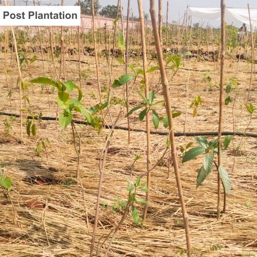 Greening the Grid: TotalEnergies’ Urban Forest Initiative – Planting