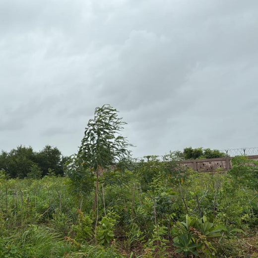 Greening the Grid: TotalEnergies’ Urban Forest Initiative – 6 months