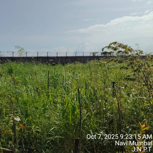 Greening the Grid: TotalEnergies’ Urban Forest Initiative – 1 year