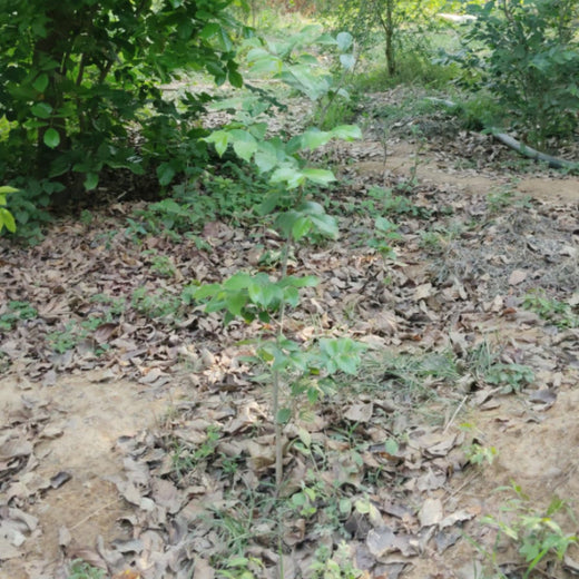 "Trammo Celebrates Earth Day with an Urban Forest Initiative to Engage Employees" – 1 year