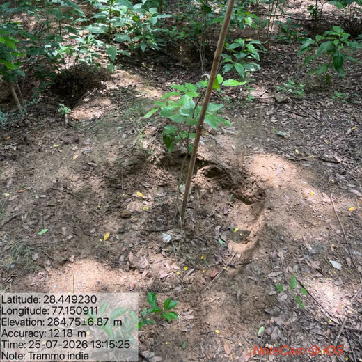 "Trammo Celebrates Earth Day with an Urban Forest Initiative to Engage Employees" – 2 years