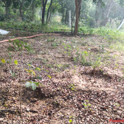 "Trammo Celebrates Earth Day with an Urban Forest Initiative to Engage Employees" – 6 months