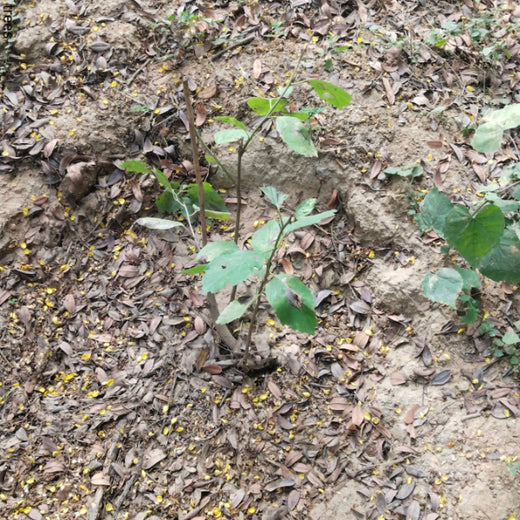 "Trammo Celebrates Earth Day with an Urban Forest Initiative to Engage Employees" – 6 months