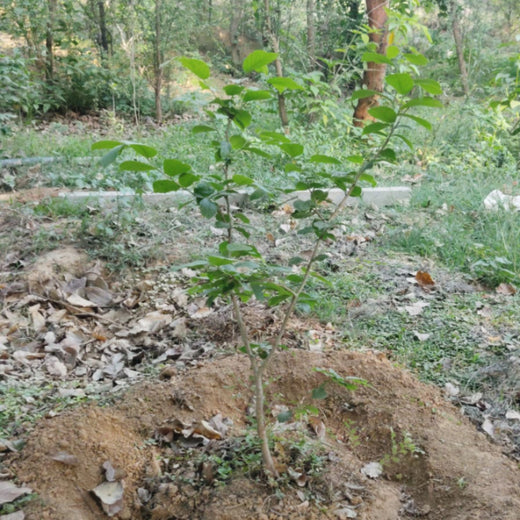 "Trammo Celebrates Earth Day with an Urban Forest Initiative to Engage Employees" – 1 year