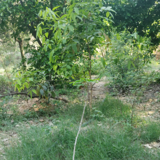 "Trammo Celebrates Earth Day with an Urban Forest Initiative to Engage Employees" – 1 year