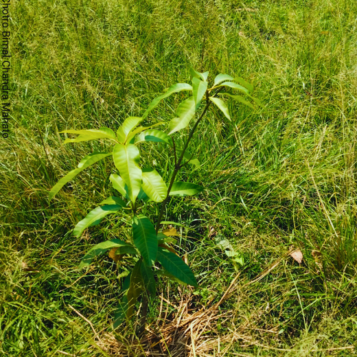 Green Impact, Social Upliftment: Transworld’s CSR Initiative – 2 years