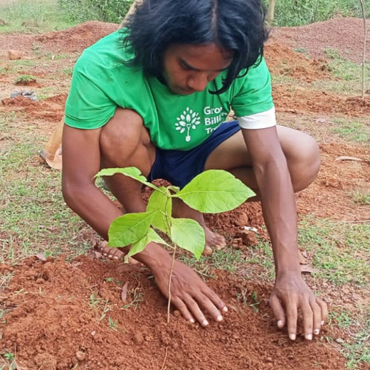 Green Impact, Social Upliftment: Transworld’s CSR Initiative – 6 months
