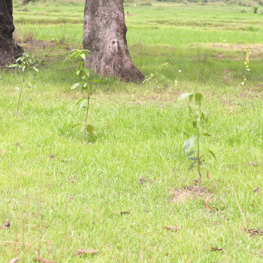 Green Impact, Social Upliftment: Transworld’s CSR Initiative – 6 months