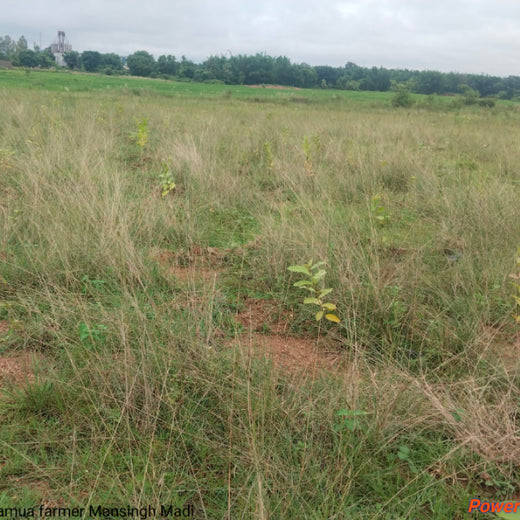 Green Impact, Social Upliftment: Transworld’s CSR Initiative – 6 months