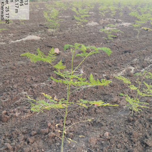 Eco-Growth, Rural Prosperity: Transworld’s CSR Initiative – Planting