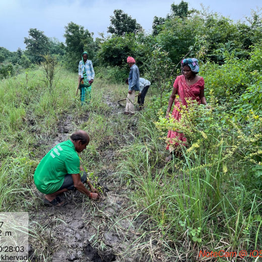 Eco-Growth, Rural Prosperity: Transworld’s CSR Initiative – Planting