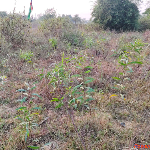 Green Impact, Social Upliftment: Transworld’s CSR Initiative – 1 year
