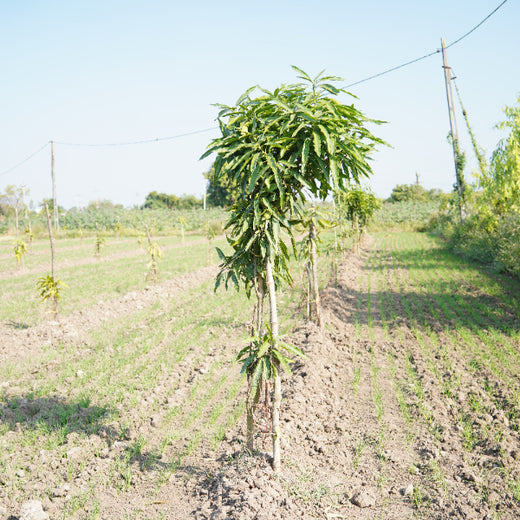 Eco-Growth, Rural Prosperity: Transworld’s CSR Initiative – 1 year