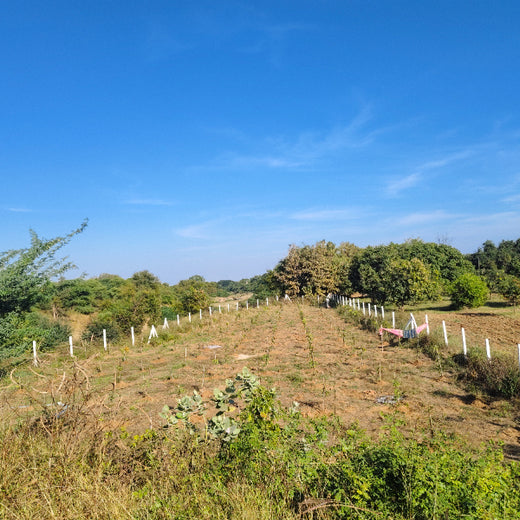 Eco-Growth, Rural Prosperity: Transworld’s CSR Initiative – 1 year