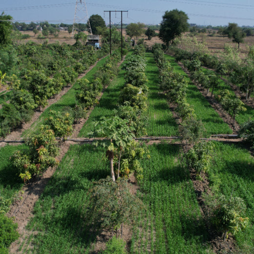 Eco-Growth, Rural Prosperity: Transworld’s CSR Initiative – 1 year