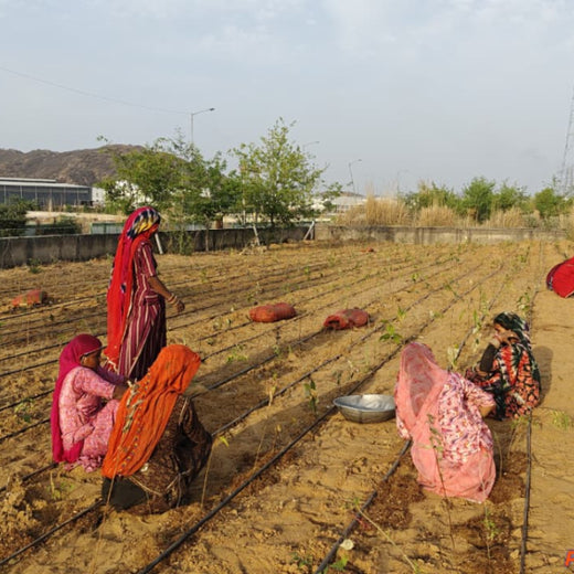 United Breweries Limited’s Green Symphony: Growing a Miyawaki Forest – 1 year