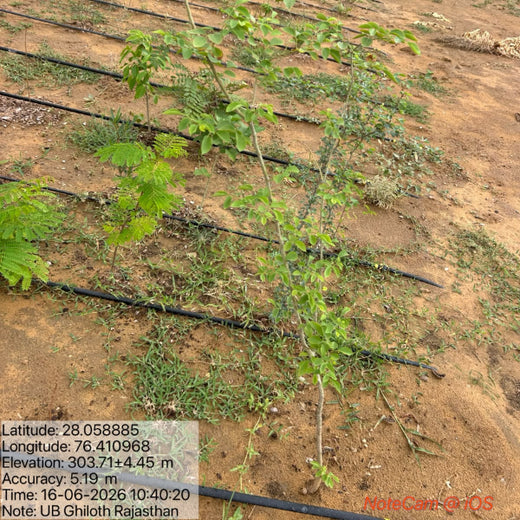 United Breweries Limited’s Green Symphony: Growing a Miyawaki Forest – 2 years