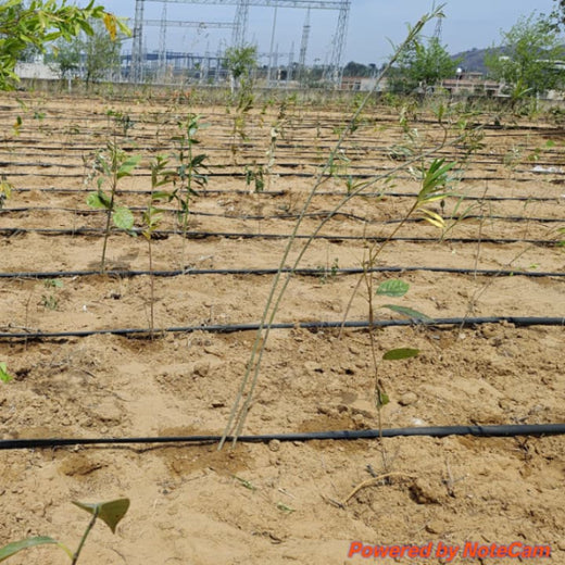 United Breweries Limited’s Green Symphony: Growing a Miyawaki Forest – 1 year