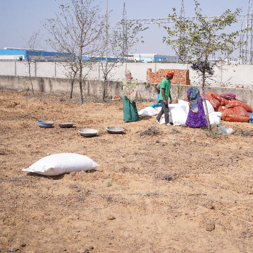 United Breweries Limited’s Green Symphony: Growing a Miyawaki Forest – Planting