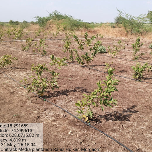 From Media to Meadows: Unitrack Media’s Agroforestry Commitment – 1 year