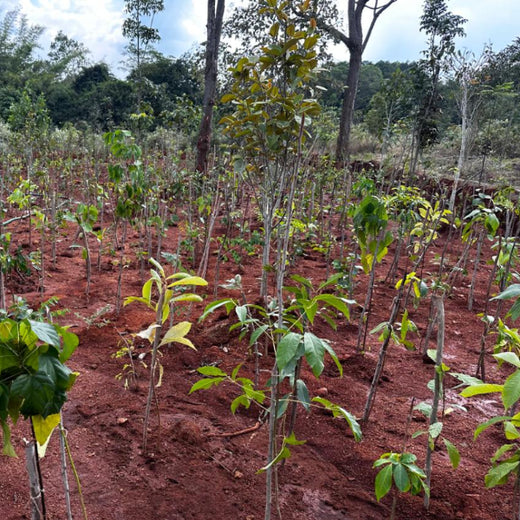 VOIS Green Mission: Advancing Urban Sustainability and Carbon Neutrality – Planting
