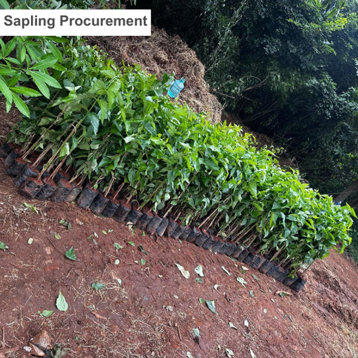 VOIS Green Mission: Carbon Neutrality Through Urban Greening – Planting