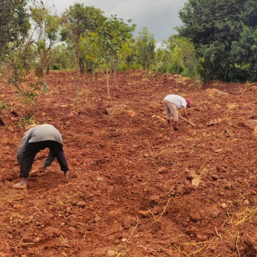 VOIS Green Mission: Carbon Neutrality Through Urban Greening – Planting