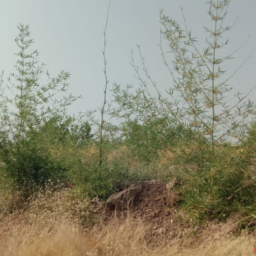 V Group’s Green Legacy: Sustainable Tree Planting for CSR in Kassel, Rajpur (MP) – 6 months